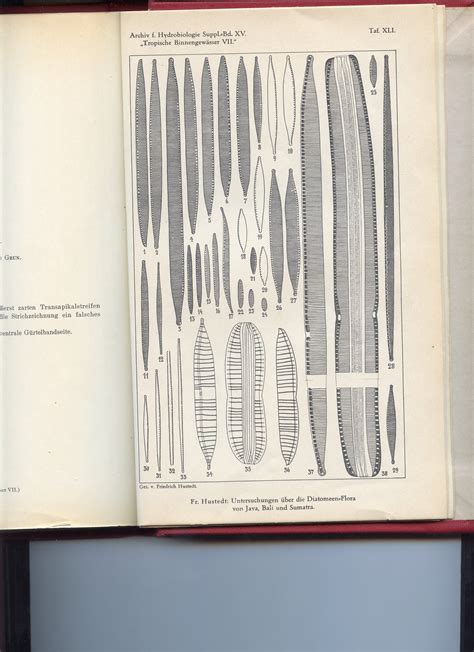 Image Img019 Species Diatoms Of North America