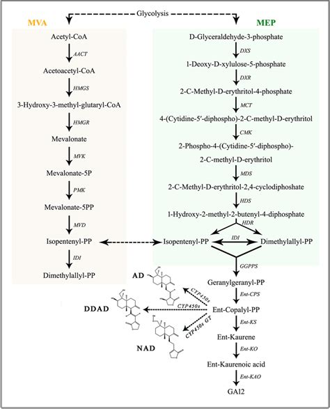 Proposed Biosynthetic Pathway Of Andrographolide In Andrographis Download Scientific Diagram