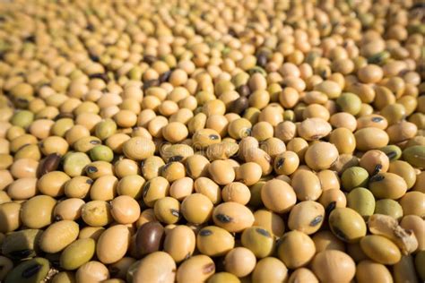 Organic Whole Soybean Glycine Max Or Soya Bean Dal In Th Legume