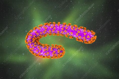 Marburg Virus Illustration Stock Image F0378010 Science Photo