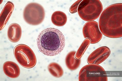 Lymphocyte white blood cell in blood smear, digital illustration ...