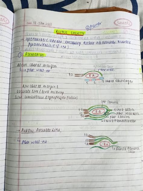 Anatomy of Abdomen | PDF