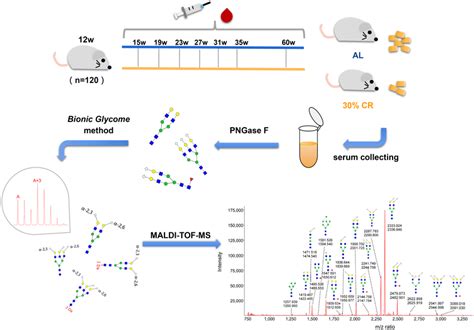 Experimental Design For Assessing The Effect Of Calorie Restriction On