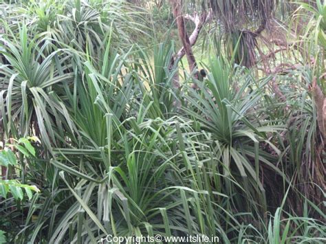 Kewda Tree | Pandanus odorifer | Kedage | Tale Hoovu | Ketaki