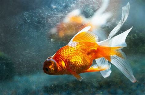 Fantail Goldfish Lifespan: Tips for Healthier and Longer Life - HomeTanks