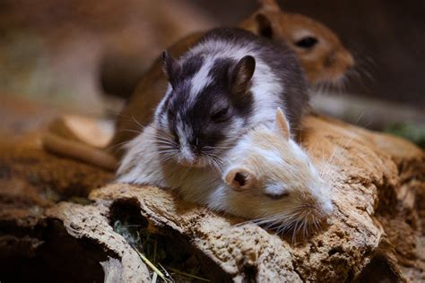 Bonding With Your Gerbils A Helpful Guide For Pet Owners Critter Mamas