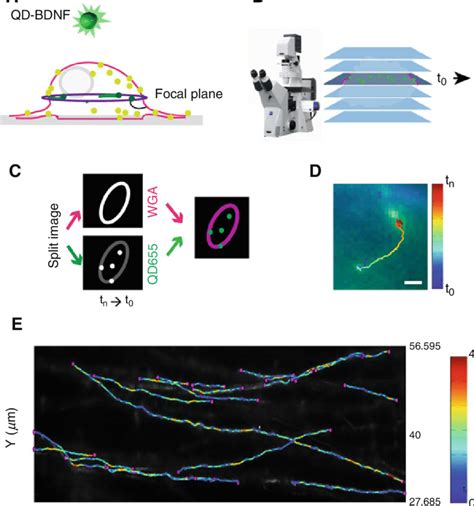 Schematic Picture Of Qd Bdnf Labeling Of Neurons And Imaging Of Fixed