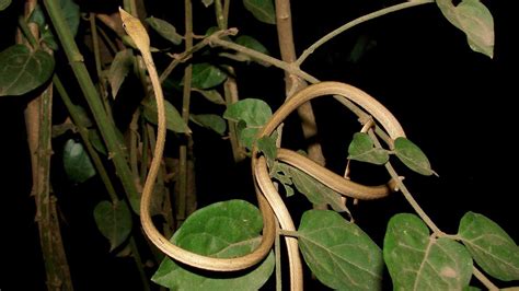 After a 100 Years a New Vine Snake has been Found from India - India's ...