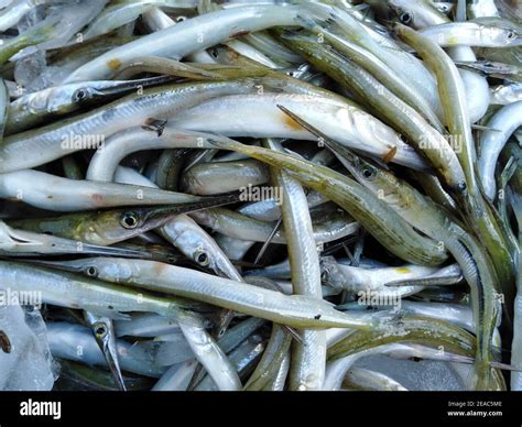 Healthy small fish from river Stock Photo - Alamy