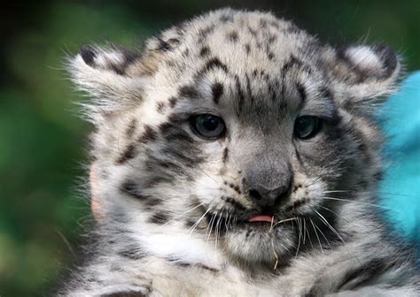 Snow Leopard Rare Cats Baby Snow Leopard Snow Leopard