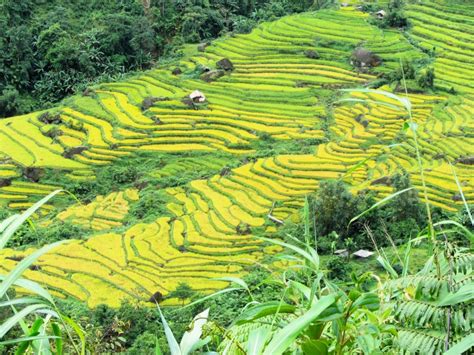 Rice Terraces of Northern Vietnam – Vietnam Coracle – Independent ...