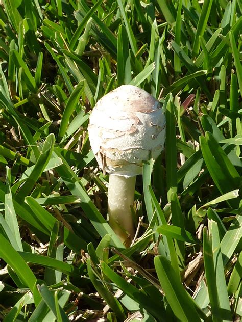 Skip's Florida: Mushroom Hunting