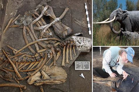 Huge 300,000-year-old ELEPHANT skeleton with 8-foot tusks found in ...