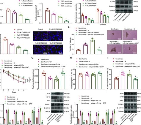 Sevoflurane Regulates Mir A Mediated Runx Wnt Catenin Signal