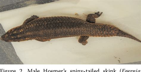 Figure From Sex Identification In Australian Skinks Egernia Stokesii E Hosmeri E