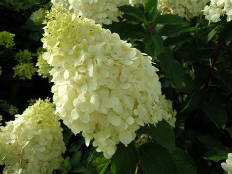 Hortensia paniculé Polar Bear