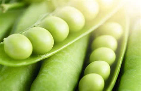 Premium Photo Fresh Pea Pod Macro Background