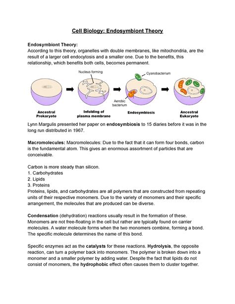 Cell Biology Endosymbiont Theory - Cell Biology: Endosymbiont Theory Endosymbiont Theory ...