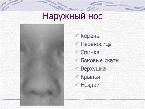 Клиническая анатомия и физиология носа - online presentation