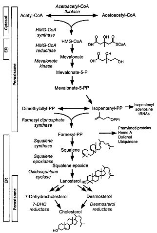 Synthesis of Cholesterol | Download Scientific Diagram