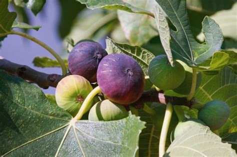 How to Prune a Fig Tree [7 Steps to Train Your Fig] | Pepper's Home ...