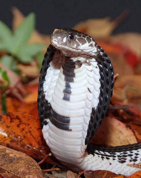 Fotos De Cobras Brasileiras