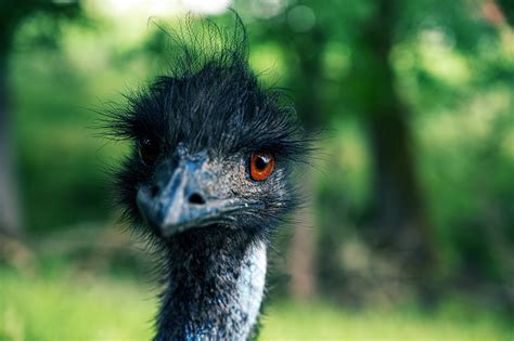 black ostritch  stock photo