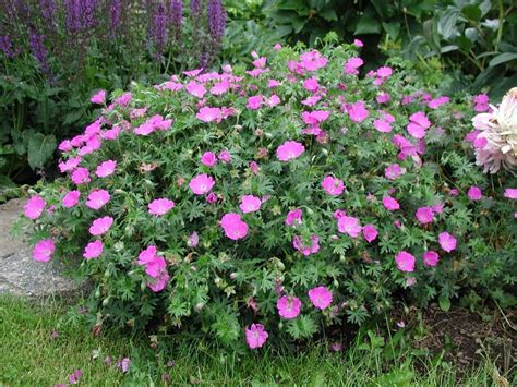 Geranium sanguineum Max Frei - Bloody Cranesbill, Plant in 9 cm Pots ...