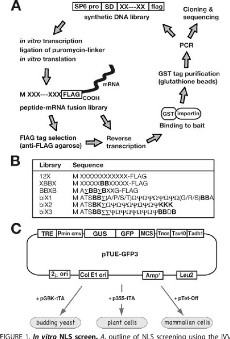 Nuclear Localization Signals Semantic Scholar