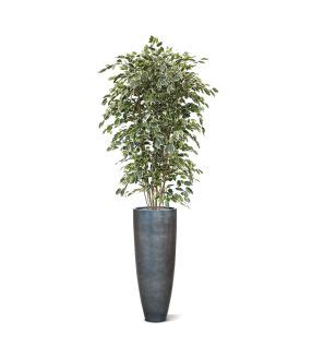 Ficus Exotica Plante Artificielle Deluxe 180 Cm Vert Maxifleur