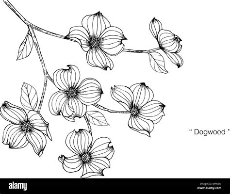 Dogwood Drawing