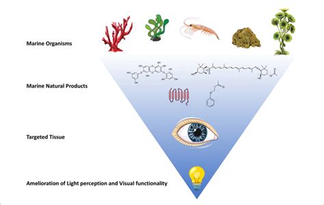 Natural Products From Various Marine Organisms Have Shown Promising