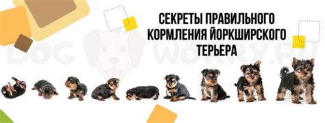 Чем кормить йоркширского терьера (йорка) в домашних условиях?