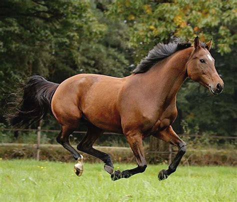 Kwpn Dutch Warmblood Mare Winkie Hsh Photo Karolina Wengerek