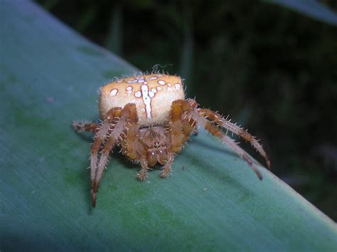 Recregarden: ARANEUS DIADEMATUS