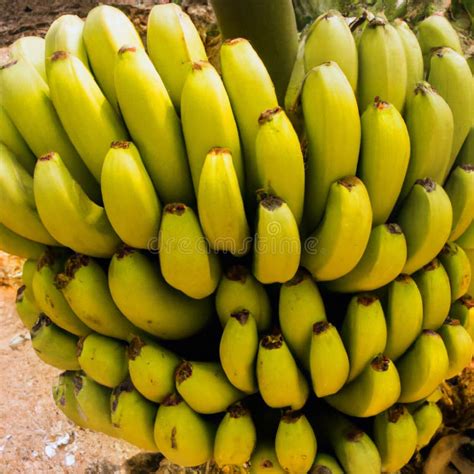 Banana Tree With A Bunch Of Ripe Bananas Stock Image Image Of Beautiful Closeup 66670181