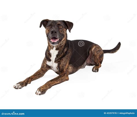 Large Mixed Breed Dog Laying To Side Stock Photo Image Of Mixed