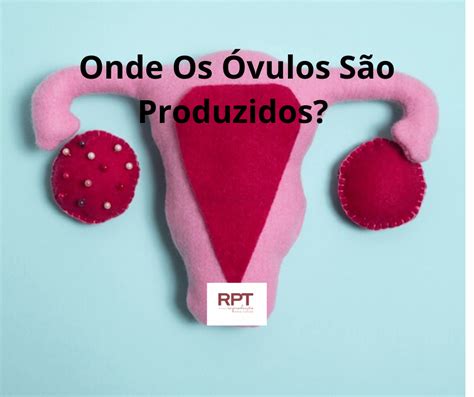 Onde Os óvulos São Produzidos - 6