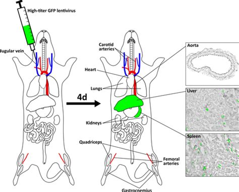 Jugular Vein Injection Of High Titer Lentiviral Vectors Does Not