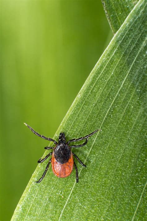 Ixodes Ricinus Castor Bean Tick Free Photo On Pixabay Pixabay