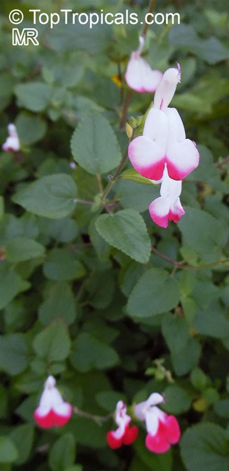 Salvia Microphylla Hot Lips Salvia Hot Lips Top Tropicals Plant Encyclopedia
