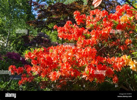 Los Rododendros Y Azaleas En Bosques Y Jardines Fotograf A De Stock Alamy