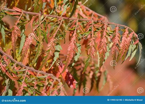 Rhus Typhina Tiger Eyes Staghorn Sumac Colorful Fall Leaves Detail