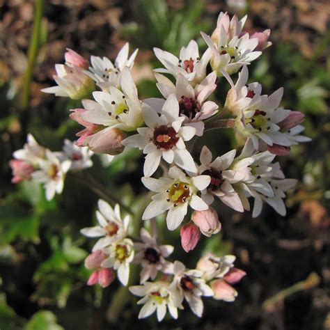 Mukdenia rossii 'Karasuba' - Urban Jungle Plant Nursery