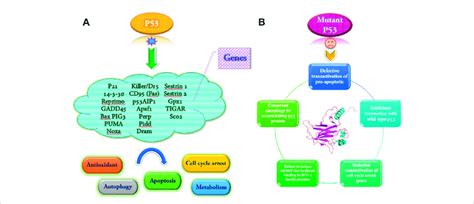 Some Genes Are Transactivated By Wild Type P53 And Several Functional