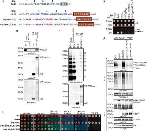 Sumo Interacting Motifs At The N Terminus Of Ulp Mediate Binding To