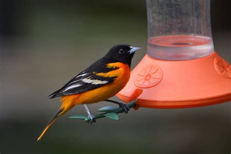 The Best Feeders To Attract Orioles To Your Yard!