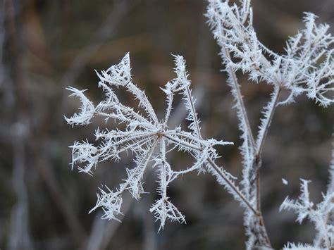 Hoarfrost Frost Cold - Free photo on Pixabay
