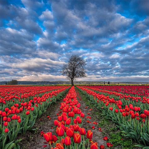 7 Tulip Farms To Visit In America — How To Visit Tulip Farms Grand Central Floral