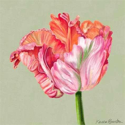 Parrot Tulip Art Print Karen Burton